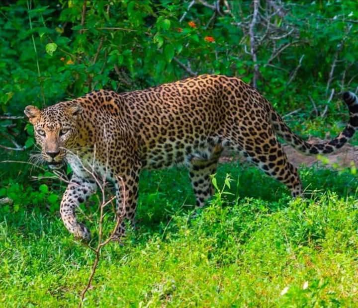 Malindu Yala Gate Hotel Tissamaharama Kültér fotó